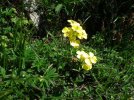 Erysimum rhaeticum