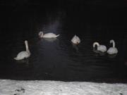 Cygnes dans la nuit
