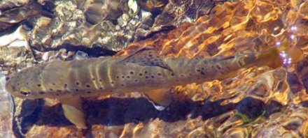 Une belle truite fario (Salmo trutta fario)