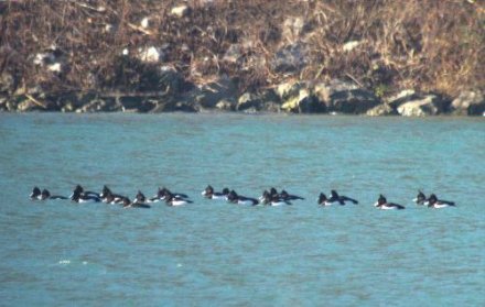 Troupe de Fuligules morillons
