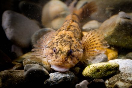 Chabot (Cottus gobio)