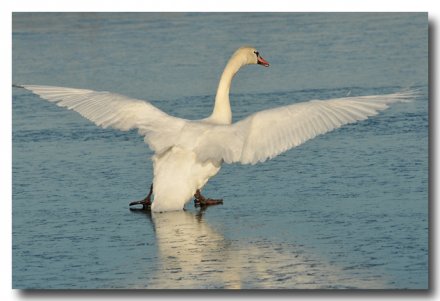 Cygne tuberculé peu sûr de lui