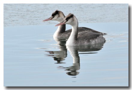 Grèbes huppés en tenue hivernale