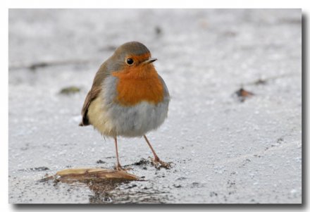 Rouge gorge sur la glace