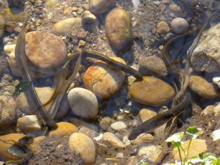 Lamproies de Planer sur leur frayère