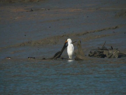 Grande aigrette