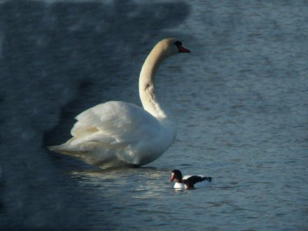 Cygne tuberculé et Tadorne de Belon