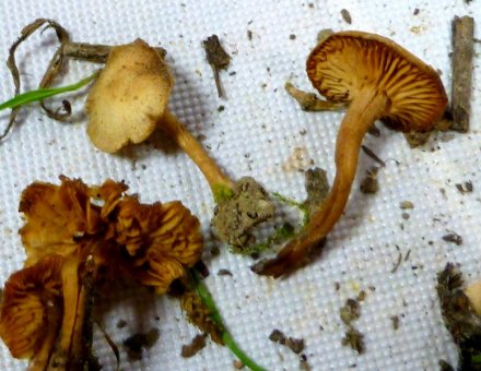 Tubaria furfuracea