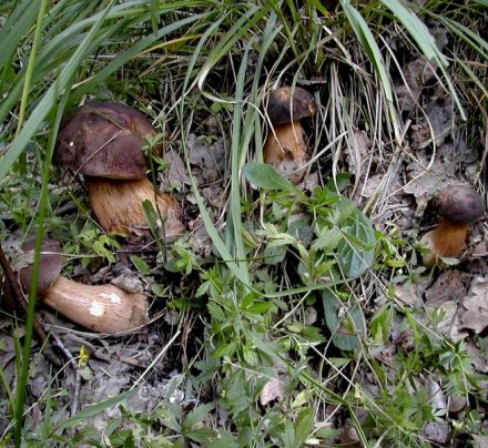 Boletus aereus