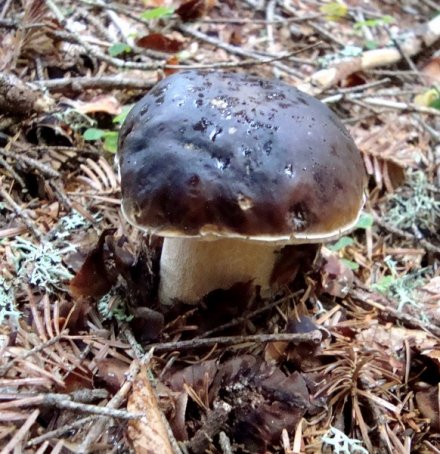 Boletus edulis fo.nigricans
