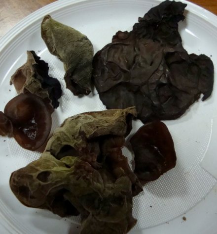 Auricularia auricula-judae