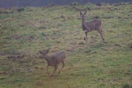 Chevrettes
