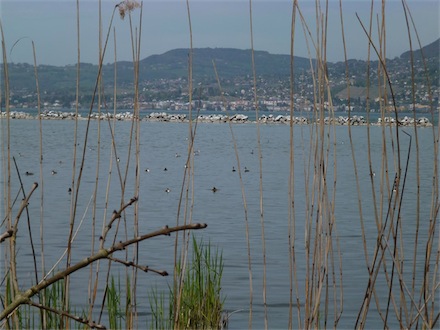 Grèbes huppés sur le lac
