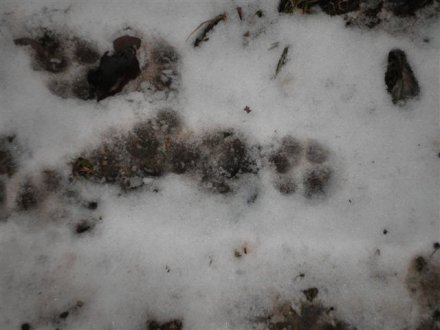 Lynx ou chat